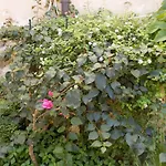 Garden&house Vero *