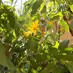 Garden&house Vero